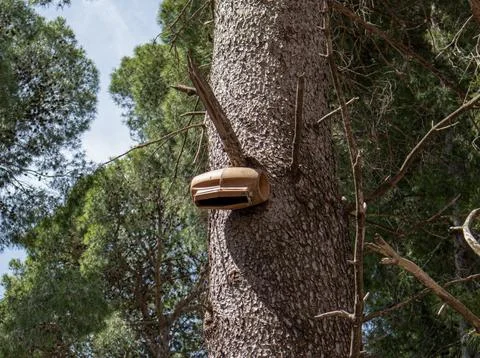 Brown plastic bat box mounted on tall pine tree in sunny forest setting dur.. Stock-Fotos