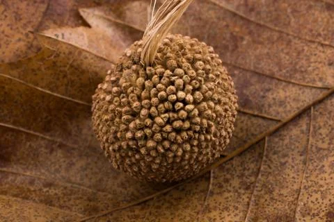 Brown pod capsule on a dry leaf as an autumn background Stock Photos