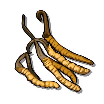 Brown pods isolated on a white background. Vector illustration. Stock Illustration