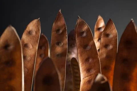 Brown pods Stock Photos