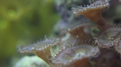 Brown Polyps Macro Stock Footage 12147323