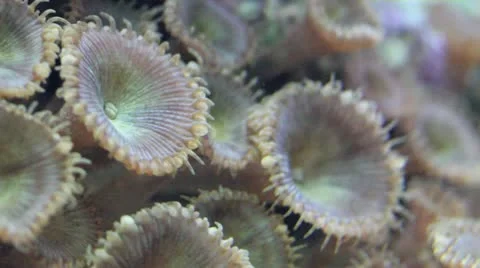 Brown Polyps Macro 库存影片 12150885