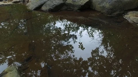 Brown Pond 스톡 동영상 84441533