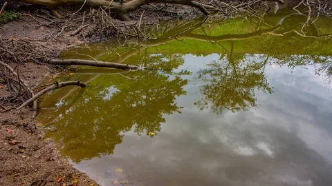 Brown Pond Reflection, DIrty Puddle, small lake, time lapse 4k Stock Footage 128931200
