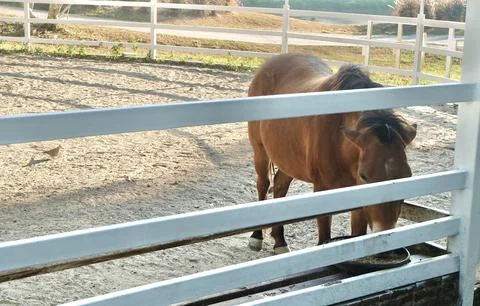 Brown pony with dark mane eats from metal trough in fenced farm enclosure o.. Stock Photos