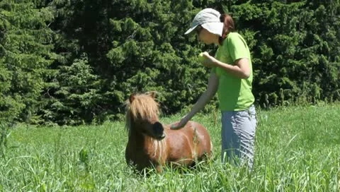 Brown Pony eating apple from woman Stock Footage
