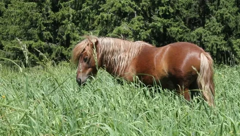 Brown Pony eating grass Stock Footage 11227448