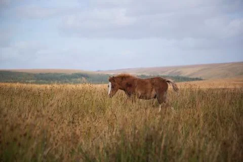 Brown pony feeding  Stock Photos