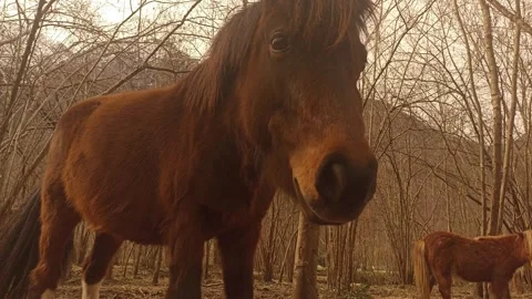 Brown pony in the foreground Vidéo 270296018