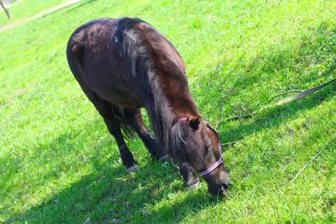 Brown pony grazing Stock Photos