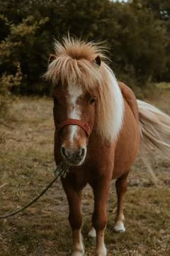 Brown pony looking straight to camera Stock Photos