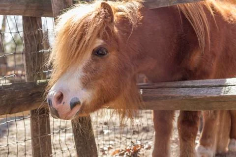 Brown Pony Stock Photos