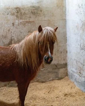 Brown pony staring at camera inside of stable Photos