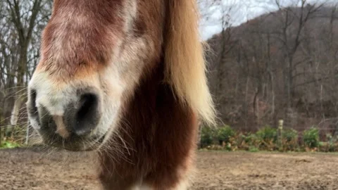 Brown pony walking toward camera Stock Footage 278826109
