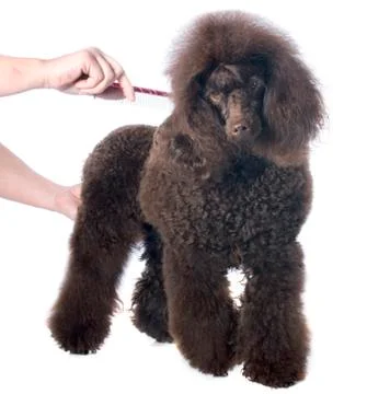Brown poodle and comb Stock Photos
