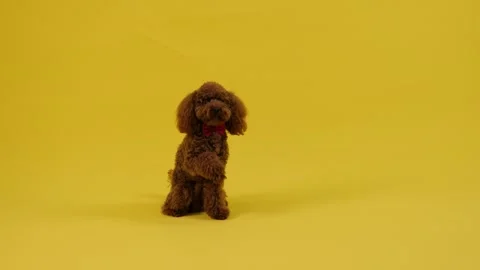 The brown poodle in the center of the frame waves its paw Stock Footage 301421011
