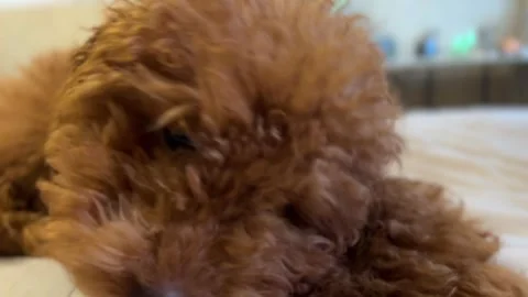 Brown poodle dog lying on bed with doggy chew toy. Stock Footage 327636140