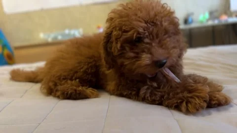 Brown poodle dog lying on bed with doggy chew toy. Stock Footage 327636772