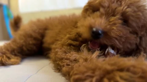 Brown poodle dog lying on bed with doggy chew toy. Stock Footage 327636981