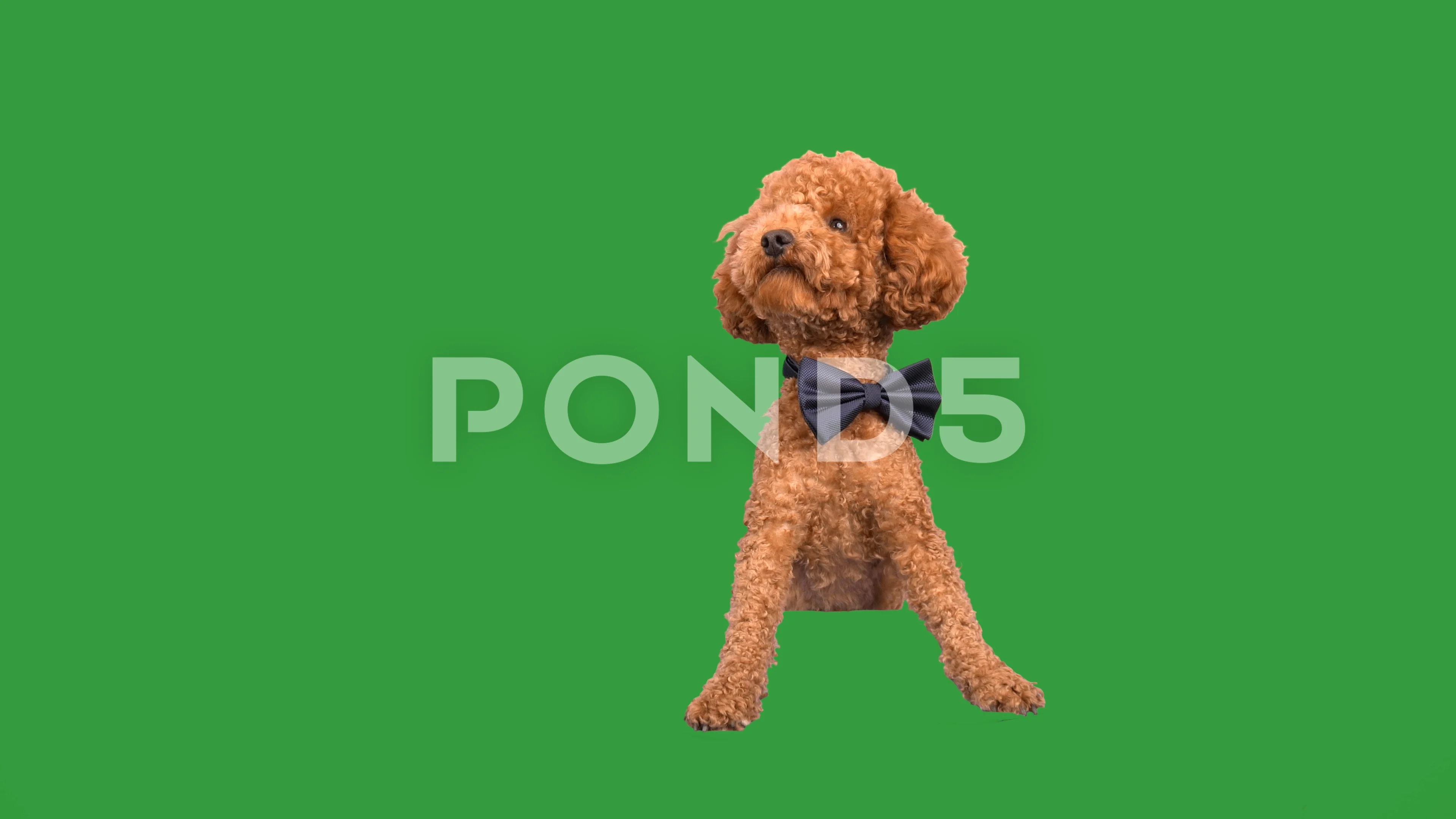 poodle with bow