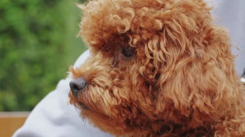 A brown poodle with fluffy coat is being held outdoors, showcasing its adorable Stock Footage 278476557