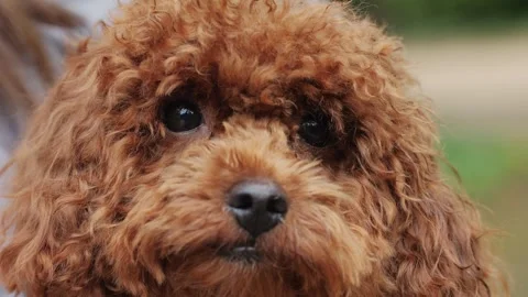 A brown poodle with fluffy coat is being held outdoors, showcasing its adorable Stock Footage 278476614