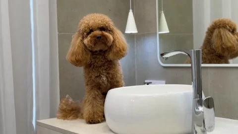 Brown poodle moving beside modern bathroom sink near clip end Stock Footage 338055142