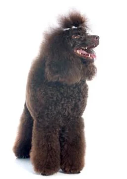 Brown poodle Stock Photos