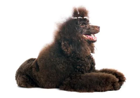 Brown poodle Foto stock