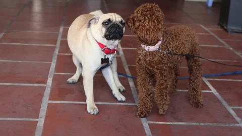 Brown poodle playing with pug. Stock Footage 267832370