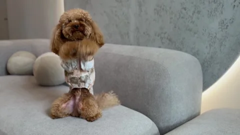 Brown poodle progression from sitting to standing and settling on modern sofa Stock Footage 338054994