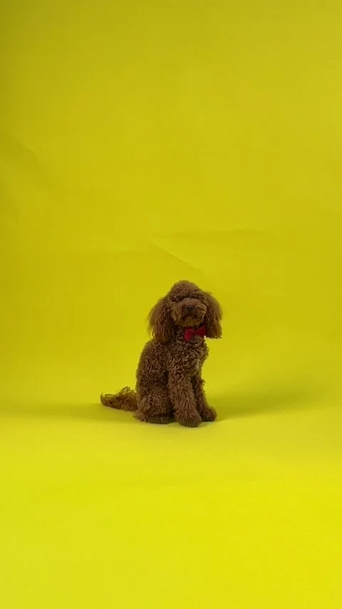 Brown poodle shining on bright yellow background doing various actions Stock Footage 301402091