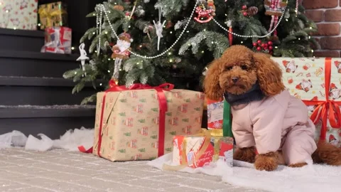 Brown poodle sits happily under a bright Christmas tree surrounded by presents Stock Footage 294048157