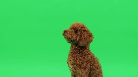 Brown poodle sitting attentive - obedience training pose Stock Footage 327609727