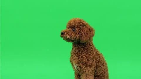 Brown poodle studio portrait closeup - charming headshot for branding Stock Footage 327610679