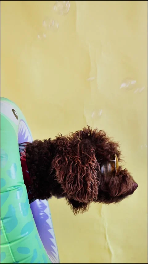 Brown poodle wearing sunglasses in inflatable ring dodging bubbles Stock Footage 309010507