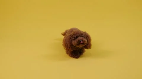 Brown poodle on yellow background from lying position gets up and moves straight Stock Footage 301420663