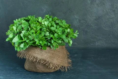 Brown pot of mint on gray background Stock Photos