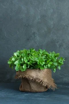 Brown pot of mint on gray background Stock Photos