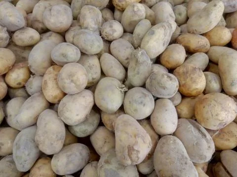 Brown potatoes in the basket Stock Photos