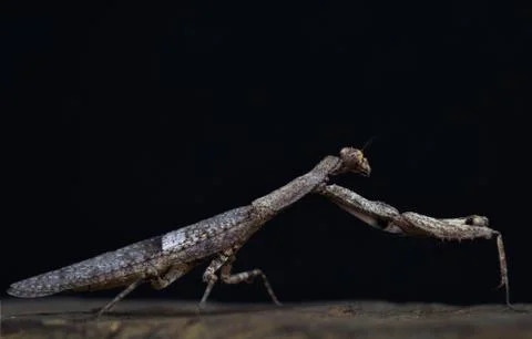 Brown Praying mantis on action Stock Photos