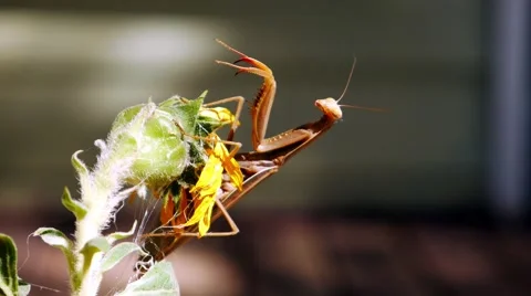 A brown praying mantis with arms outstretched sits on a flower. Stock Footage 55533615