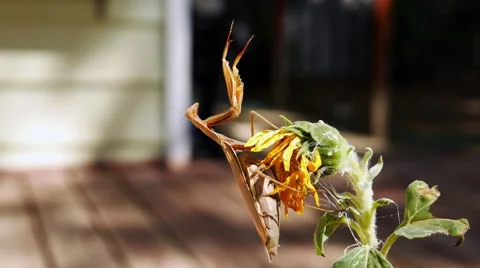 A brown praying mantis with arms outstretched sits on a flower. Stock Footage 55533830