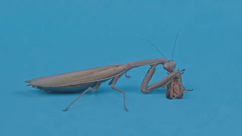 Brown praying mantis eats a bug 3 Stock Footage 264591450