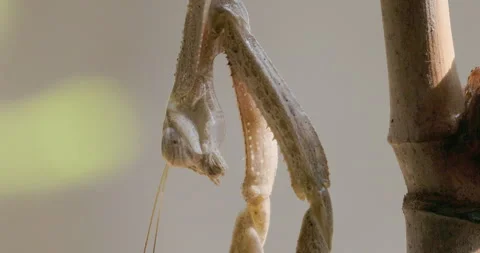Brown Praying Mantis facing down as water beads accumulate under neck Stock Footage 339016608