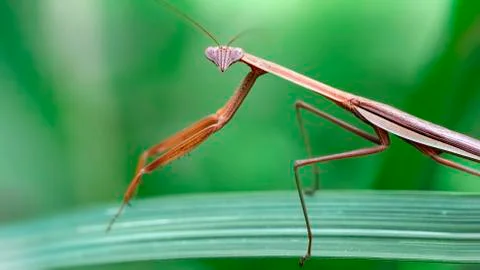 Brown praying mantis on a leaf, slim and gracious insect. Stock Photos
