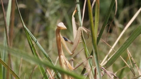 Brown Praying Mantis, Mantis religiosa Video stock 12081862
