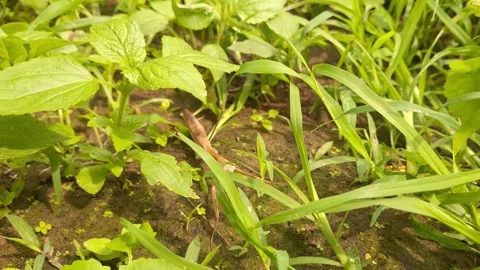 Brown Praying Mantis (Mantis religiosa) Crawling Slowly on the Ground Stock Footage 319712430