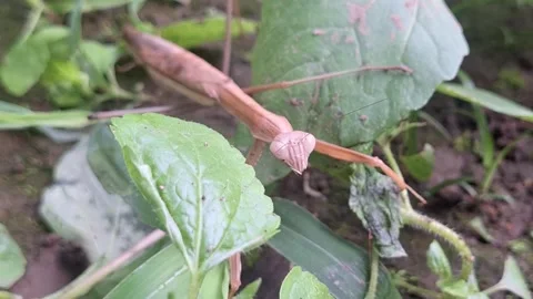 Brown Praying Mantis (Mantis religiosa) Crawling Slowly on the Ground Stock Footage 319712646