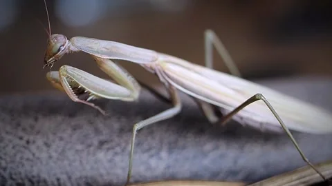 Brown praying mantis or mantid cleans its foot. Stock Footage 164999152